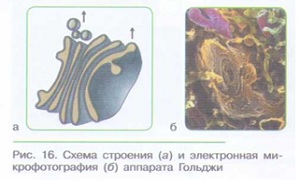 СТРОЕНИЕ КЛЕТКИ_004